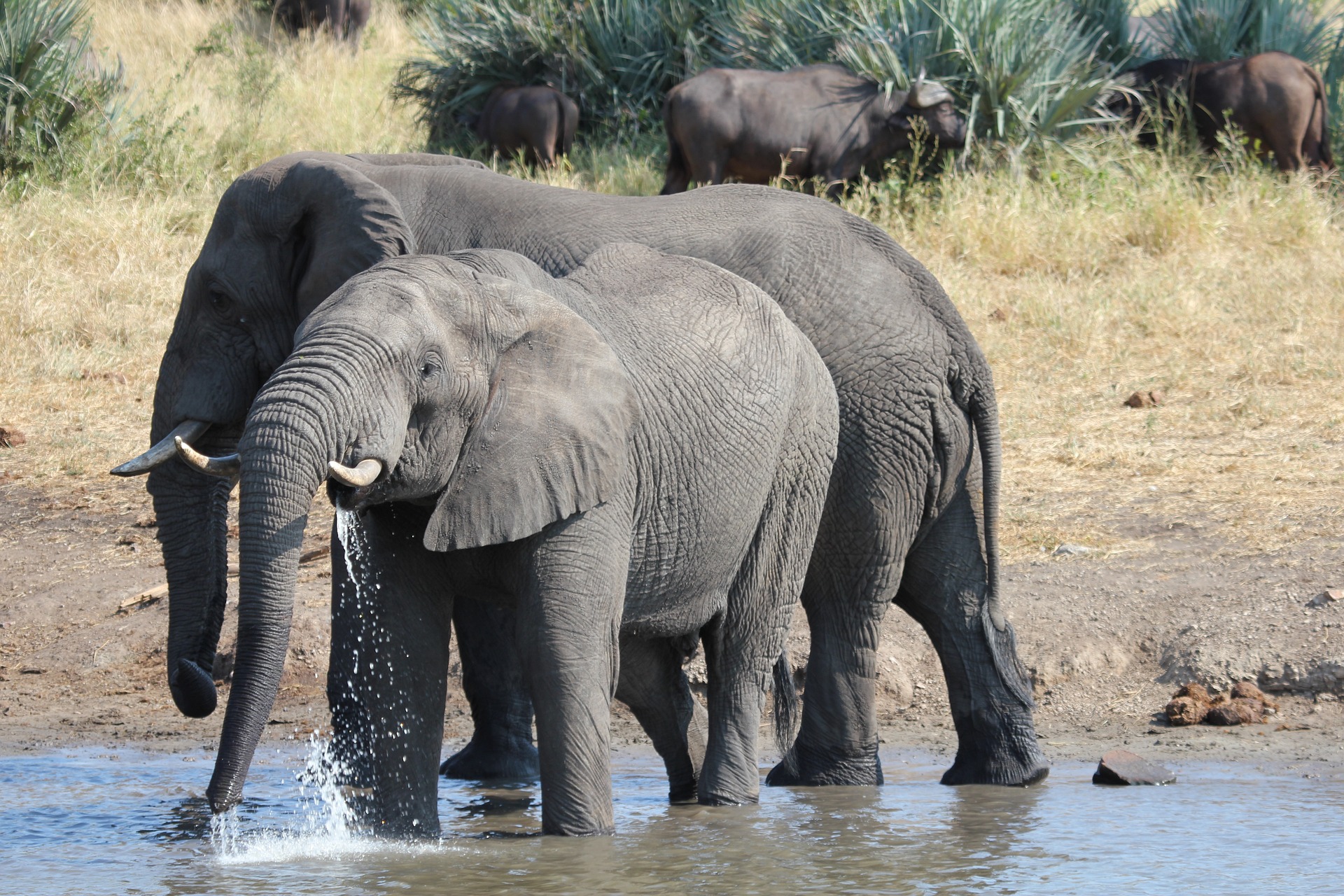 Safari em Cape Town